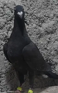 کبوتر