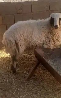 بره نر