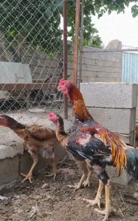جوجه لاری