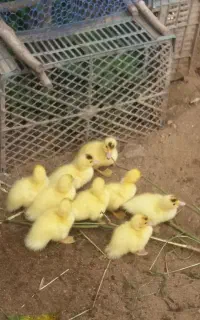 جوجه اردک