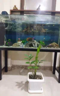 اکواریوم