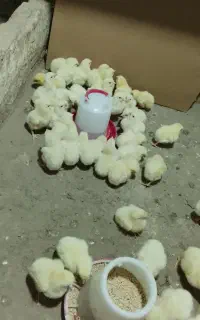 جوجه راس همه مرغ