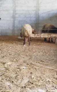 فروش کود گوسفندی