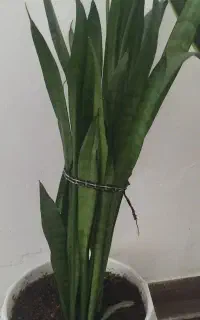 گل سانسوریا