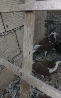 دمگیر دولا