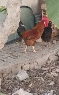 خروس محلی