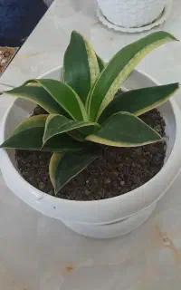 چند گلدان گل فروشی