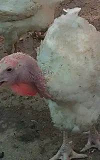 بوقلمون گوشتی