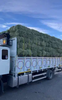 یونجه، کاه جو و گندم، علوفه