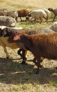 میش داشت افشاری