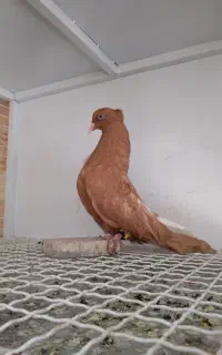کبوتر کفتر زرد دم سفید ۱۰ ملیون