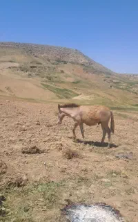 کره قاتور ۵ ماهه