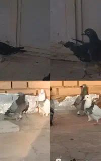 مژدگانی 3تومن