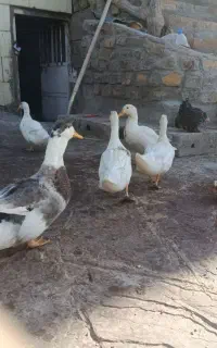 اردک نر و ماده