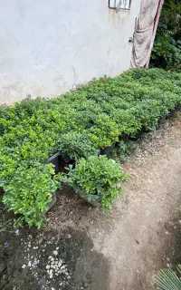 پیتسپروم جعبه ۳۵