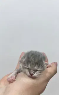 بچه گربه