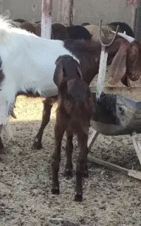 گوسفند