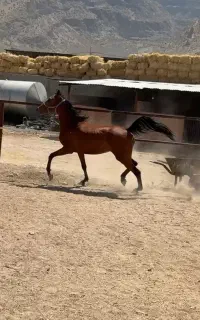 اسب مادیون