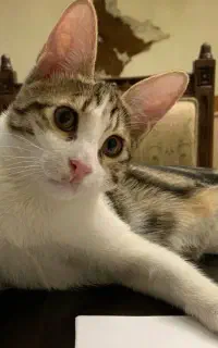 گربه واگذاری