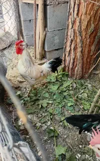 خروس