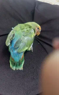 جوجه طوطی برزیلی