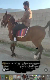 معاوضه با بره