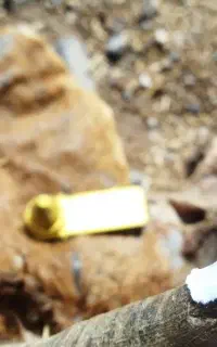 بره بز میش فروشی