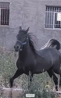 اسب نریان کورد