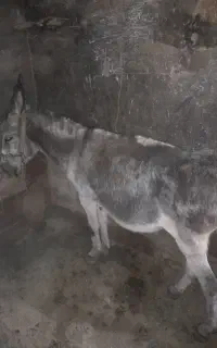 الاغ برای داخل گله