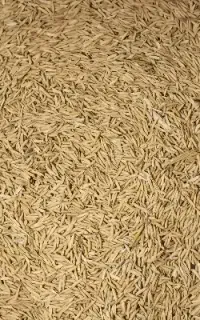 بذر شالی ۷۵ روزه فجر زودرس زمین خودم