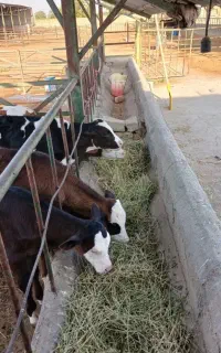 گوساله علف خوار