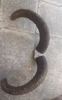 شاخ،قوجی در حدنو