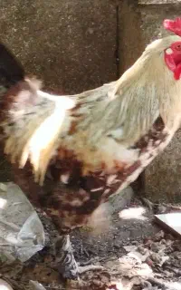 خروس پاپر