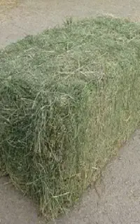یونجه برای پت و خرگوش