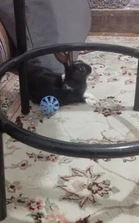 خرگوش