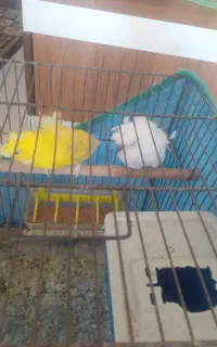 مرغ عشق پروانه ای