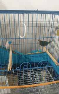 فنچ طوطی وار و گلدین