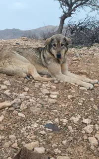 ماده پژدر