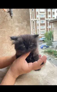 گربه