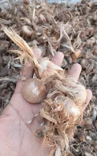 زعفران پیاز