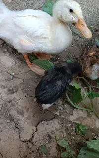 جوجه