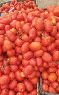 گوجه فرنگی
