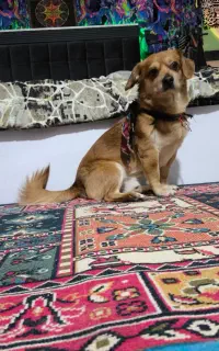 سگ گمشده، محدوده شهرک جوادیه