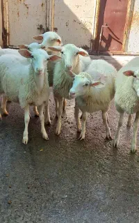 بره ماده لاروف