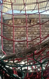 تور نخی کبوتر