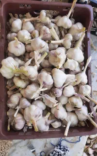 سیر اعلا