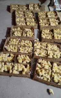 پخش جوجه گوشتی جوجه محلی