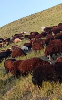 کارگر ساده برای چوپانی