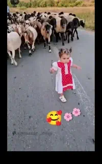 گوسفند کوهستانی