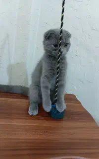گربه اسکاتیش ۳ ماهه
